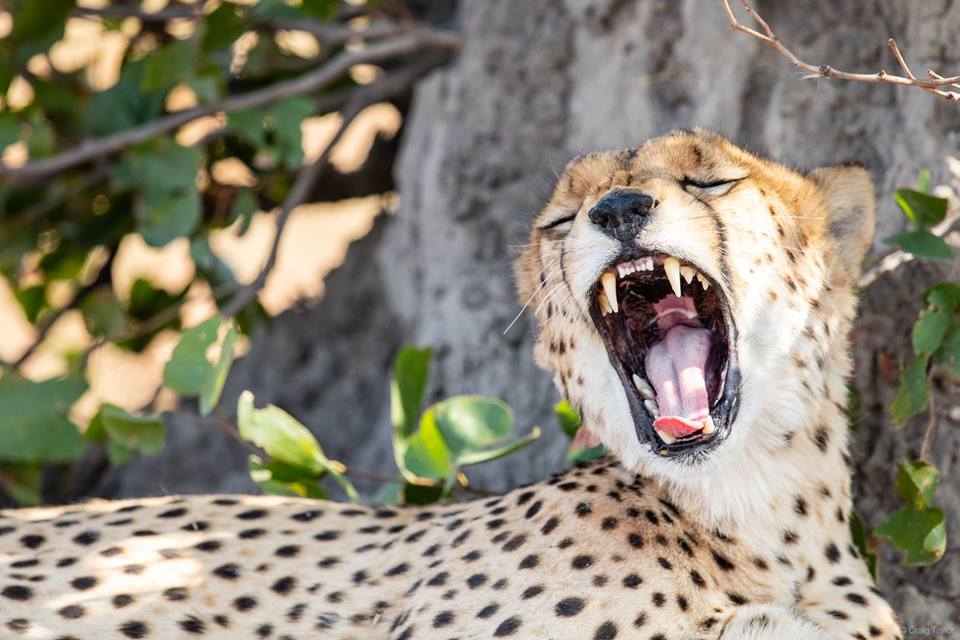 AfricanBushCamp's tweet photo. Day trips from the Linyanti region to the famous Savuti marsh, and some great sightings on the way #LiveInCamp
Make sure you book your trip to Linyanti: https://t.co/HvbnHxnKdt
#Botswana #OnSafari #VisitBotswana https://t.co/zjQOnwBpoh