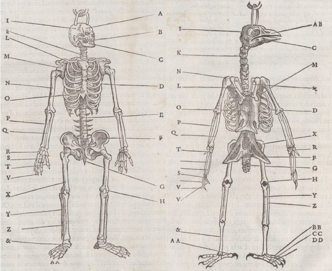 g_trevize's tweet photo. In 1555, Pierre Belon pioneered the field of #comparative #biology. Today, our #microscopy tools allow us to do comparative studies at a whole different (molecular) scale. Come to see our poster P2227/B404 at the #ASCB18 #ASCBEMBO18 meeting next Monday. https://t.co/k3luIosJcT