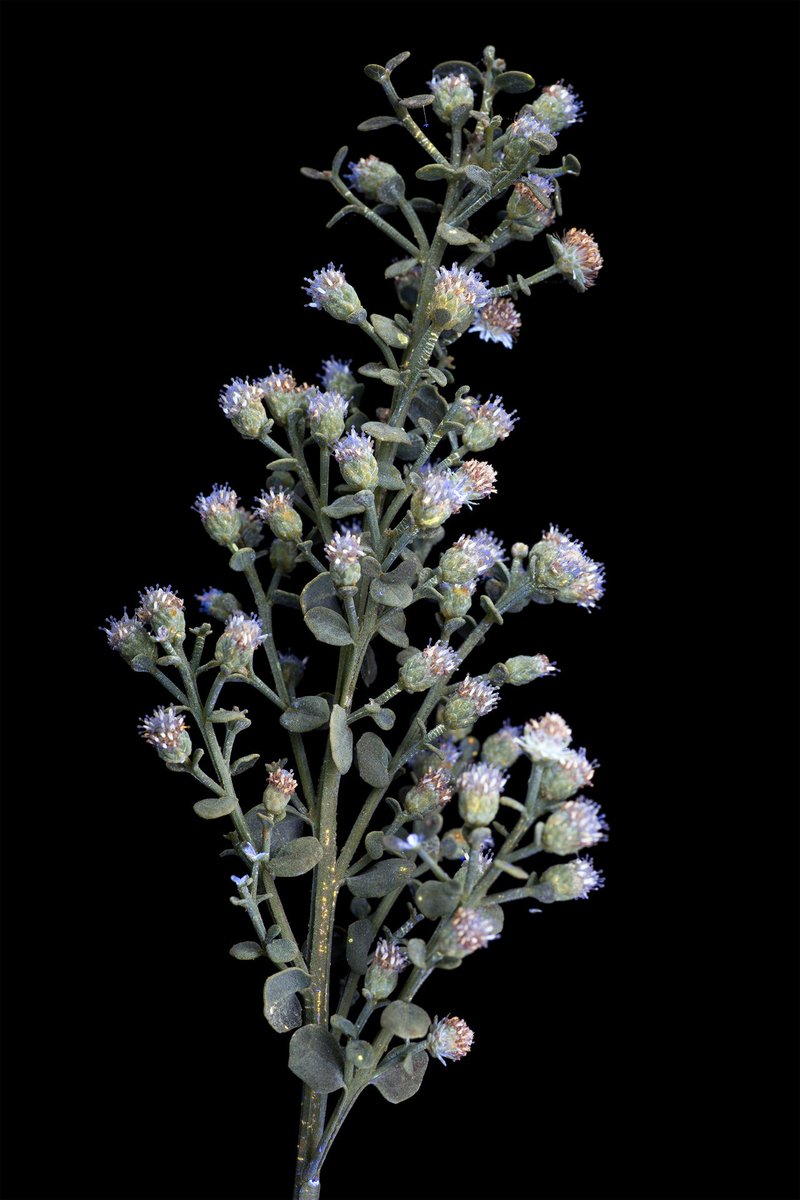 Coyote bush, a species native to California. The flowers are completely understated in visible light but have some oomph in UVIVF.

cpburrows.com

#california #native #species #wildflowers #flowers #nature #photo #photography #uvivf #endemic #california #socal