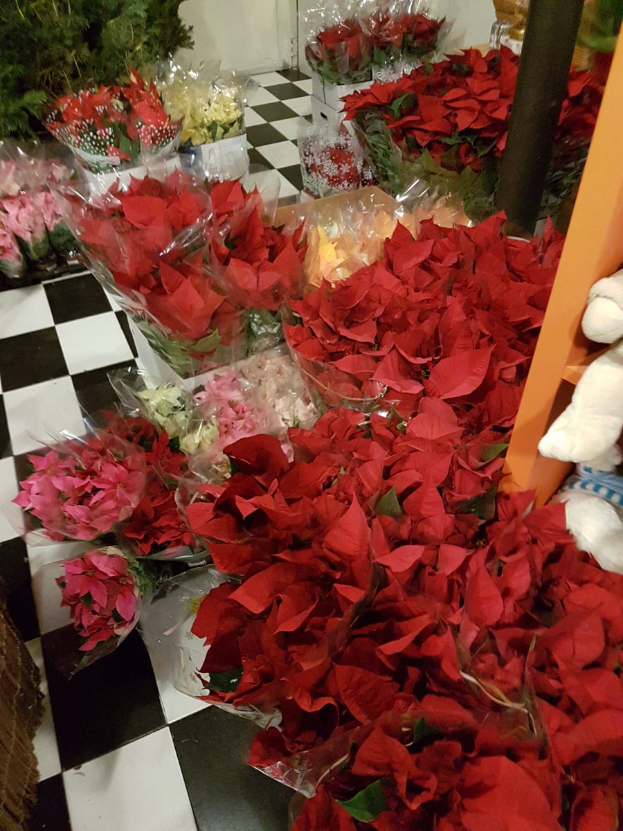 arrels_flors's tweet photo. Ja tenim obert!! Avui fins les 13:30 h. ☺☺ ya tenemos abierto, hoy hasta las 13:30 h.🙂🙂
#olesa #OlesadeMontserrat #baixllobregat #floristeria #nadal #Navidad #ponseties #ponsetias #ramodeflores #ramdeflors #flors #flores #centrofloral #ramodenovia #ramdenuvia #decoracion https://t.co/2QaHOwQ73V