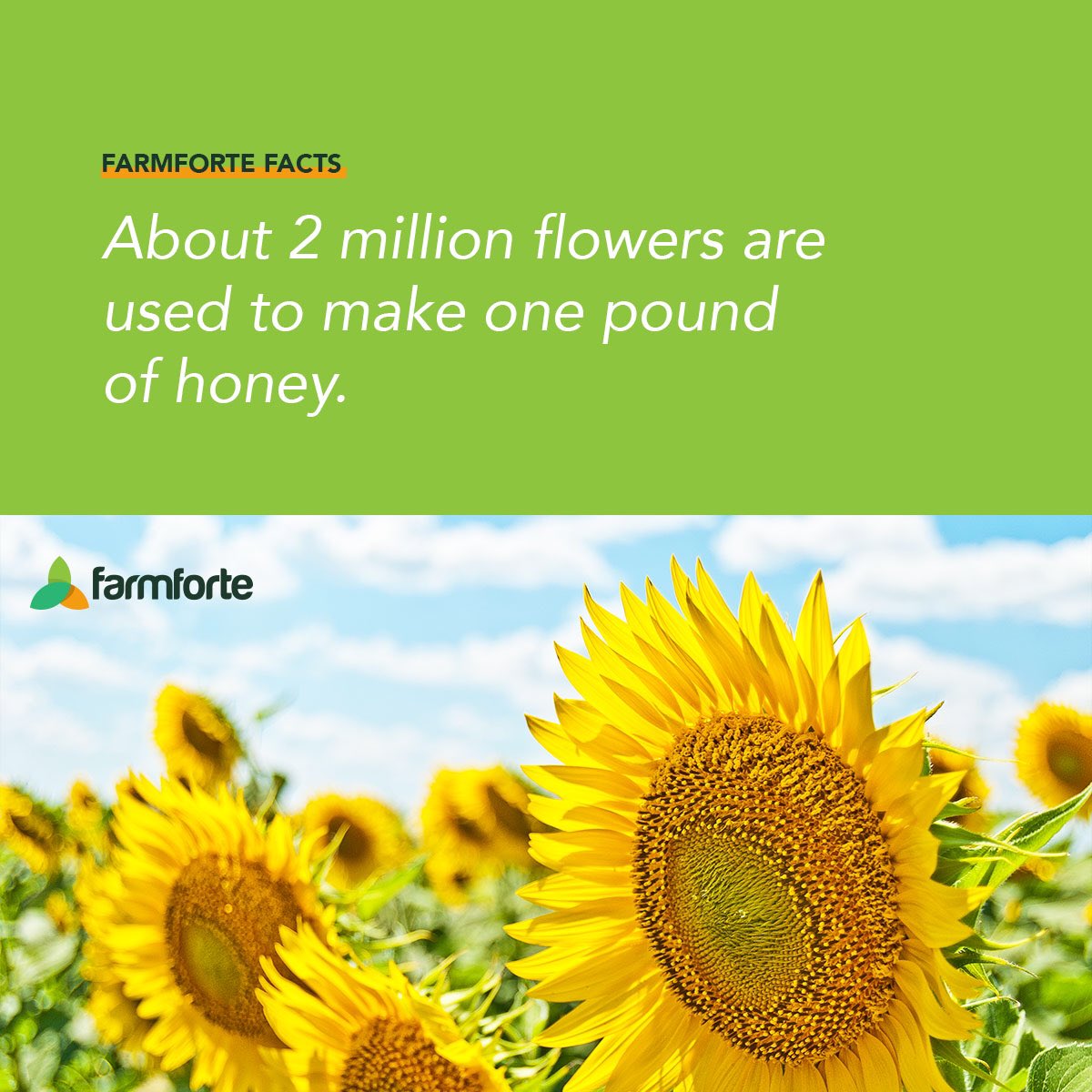 farmforte's tweet photo. In order to make honey, a bee must first collect pollen and nectar from flowers. Pollen is collected by bees and consumed as food. Bees consume nectar so it can be converted into honey. 
To make a pound of honey, about 2 million flowers are used in the process. https://t.co/Sj4AL5bVx9