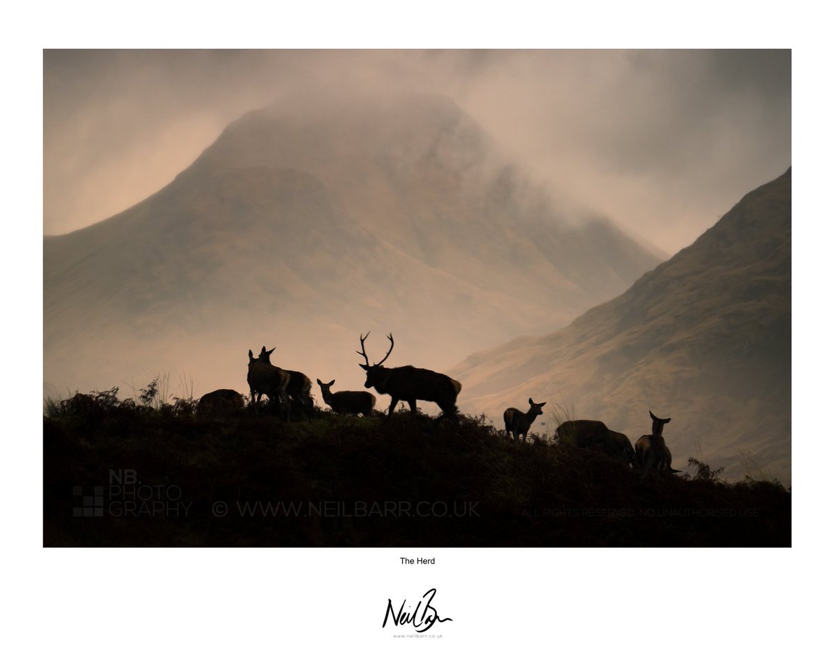 The Herd
A herd of Scottish red deer in Glen Etive looking towards Dalness and Stob na Bròige.
neilbarr.co.uk
