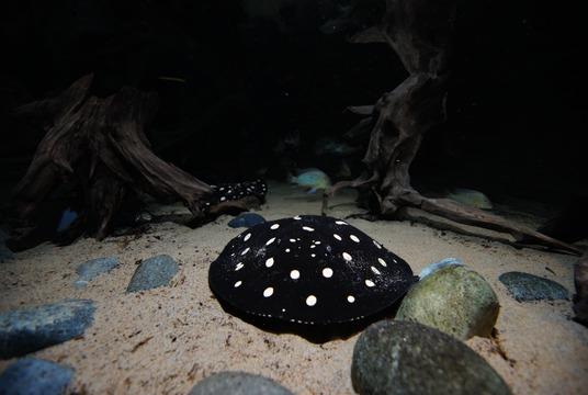 cleanshorelines's tweet photo. Have you been keeping tabs on the ocean? Here's whats new this week from our friends at @OceanWise. #AquaBlog #oceanhealth #MarineDebris  https://t.co/vgvXQWb0mT https://t.co/d54u8vyesl