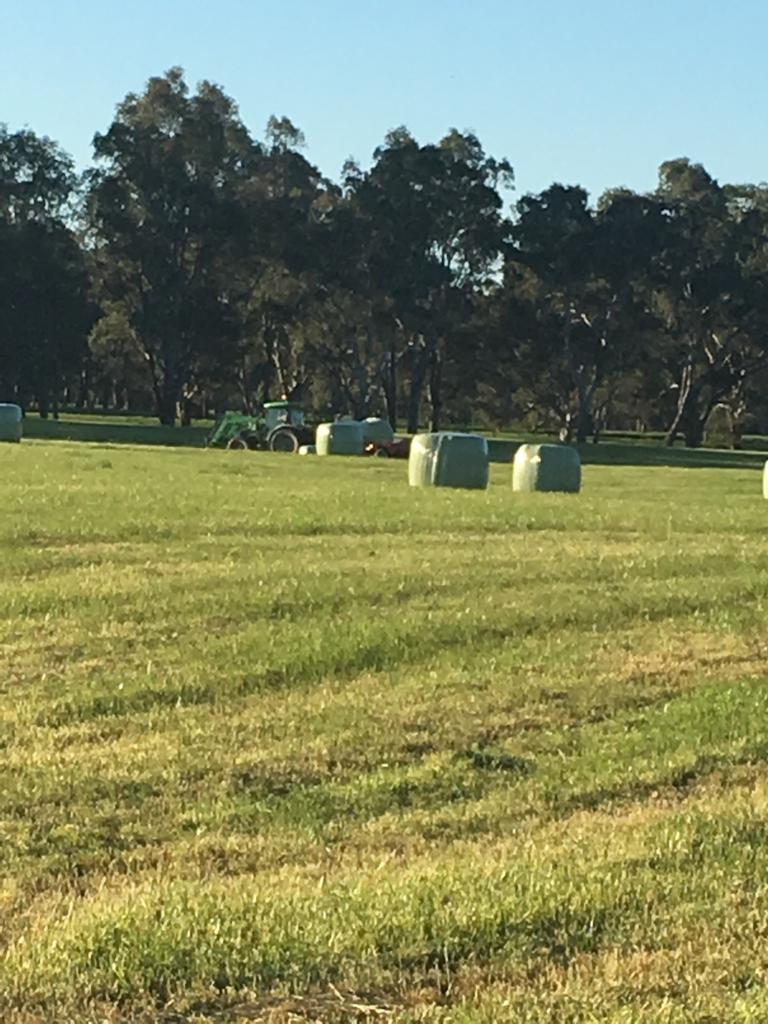 valley_seeds's tweet photo. Valley Seeds TripleA for a complete feeding program. #Astound sown in April, 3 hard grazings & closed for silage with a yield of 64 bales / 8 Ha. 2 other paddocks sown with #Finefeed & #Amass, grazed hard, recovering well. Result: early weaning & good return at market. https://t.co/qUEzCfxQzk