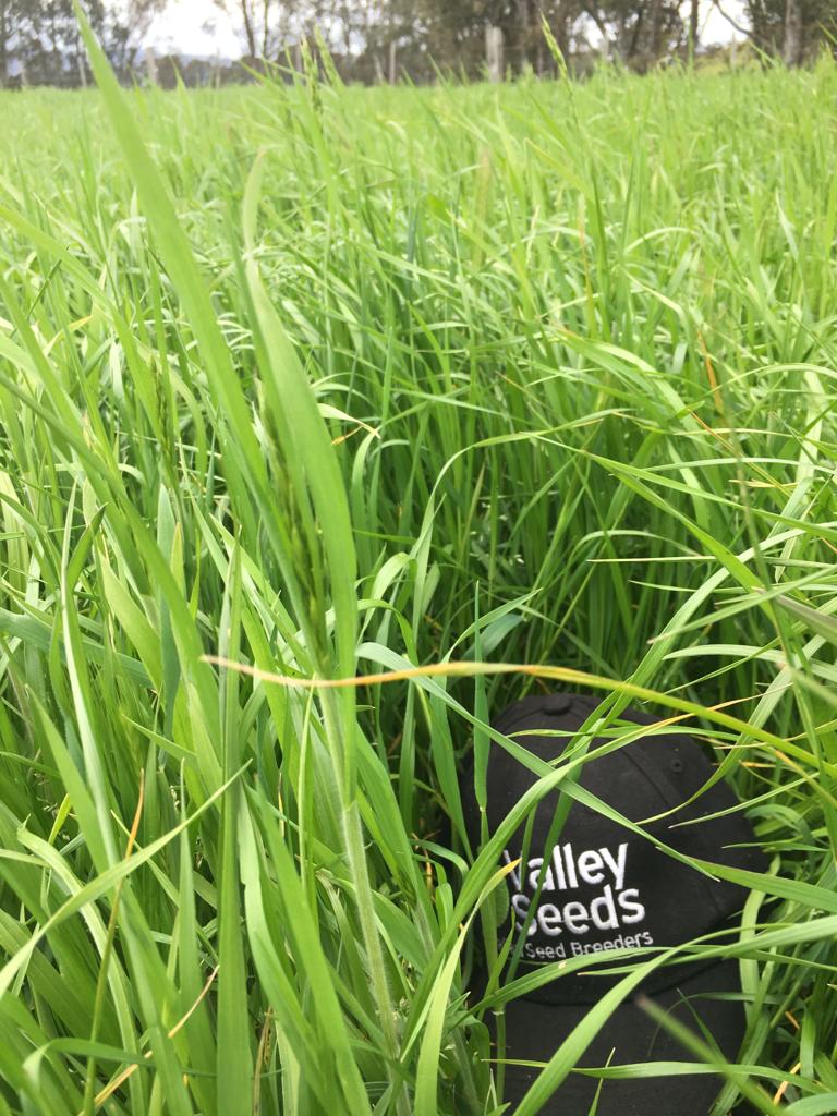 valley_seeds's tweet photo. Valley Seeds TripleA for a complete feeding program. #Astound sown in April, 3 hard grazings & closed for silage with a yield of 64 bales / 8 Ha. 2 other paddocks sown with #Finefeed & #Amass, grazed hard, recovering well. Result: early weaning & good return at market. https://t.co/qUEzCfxQzk