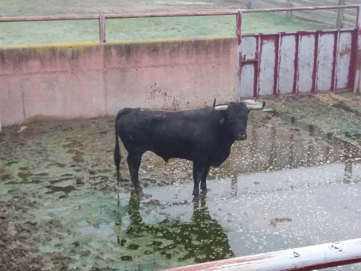 Buenos dias a todos !! Tacito ya esta de camino a Villalpando