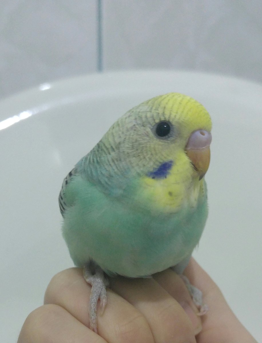 📢 #Muhabbetkuşu yavrusu
🐥 Yeni yeme düşen (1 aylık)
💚 Sarı surat, su yeşili bebekler
🌉 4. Levent / İstanbul
➡ Yavru fiyatı 50 TL
📞 0 539 278 91 69