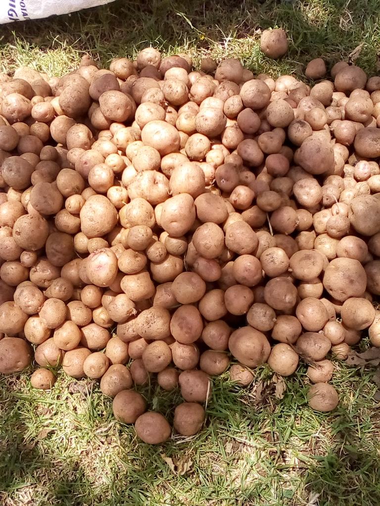 weldikhalifa's tweet photo. Selling potatoes at 3000 per 50kg bag. I am in Narok South hit my inbox people 0715243650 #JKLive #KTNMorningExpress #StandardGroup100Years https://t.co/pXtwejkOzG