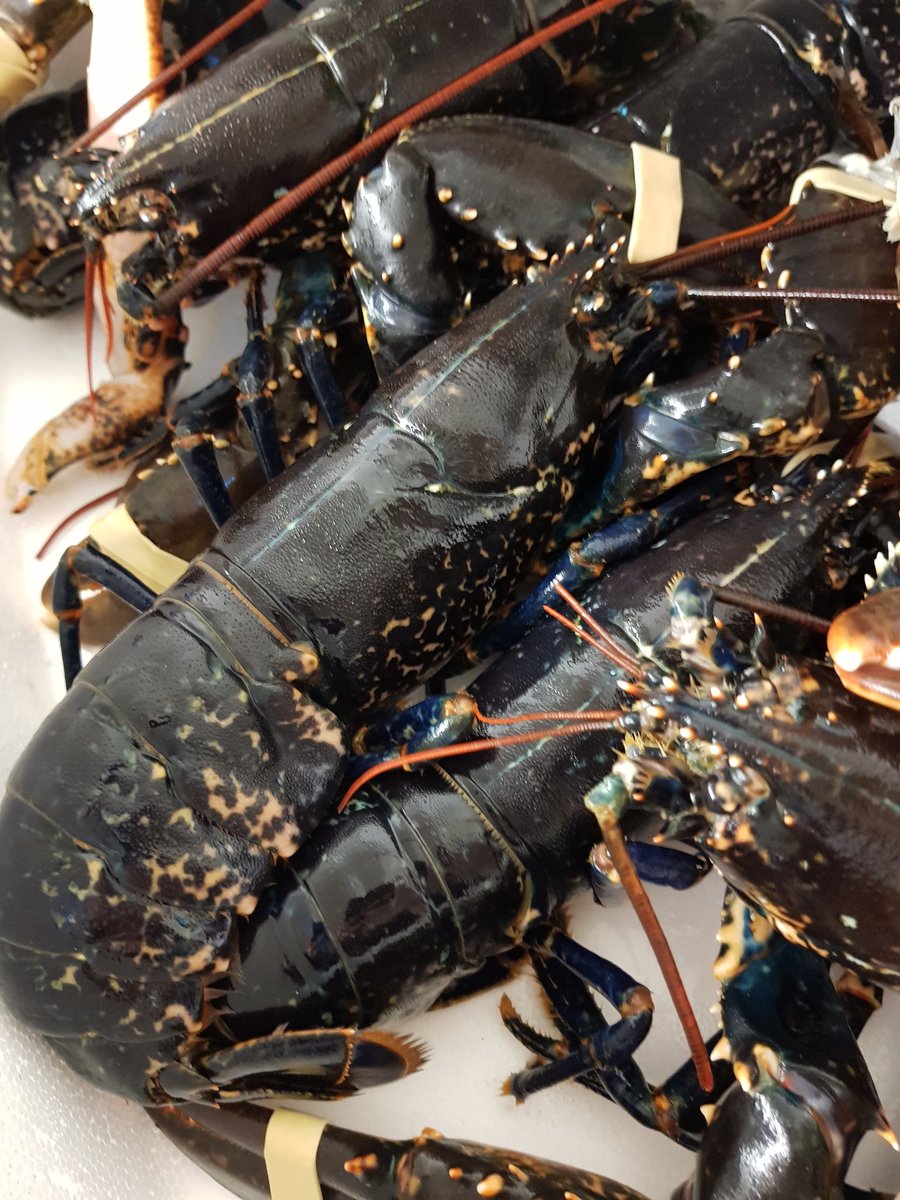 Barley Bree tweet media