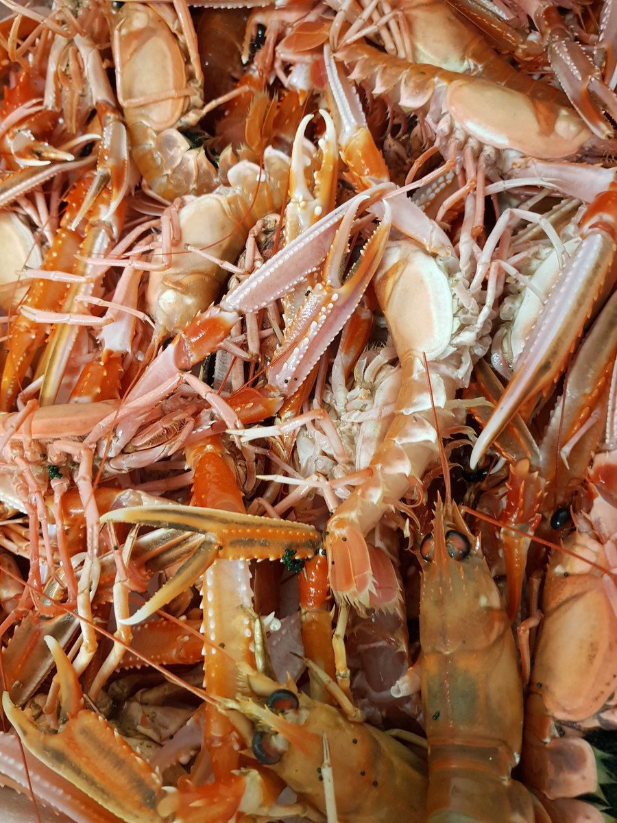 This morning from <a href="/stevie_fish/">Stevie Fisher</a> What dish will <a href="/BecirbaF/">Fabrice Bouteloup</a> create with this lot? #seafood #fresh #goodfood