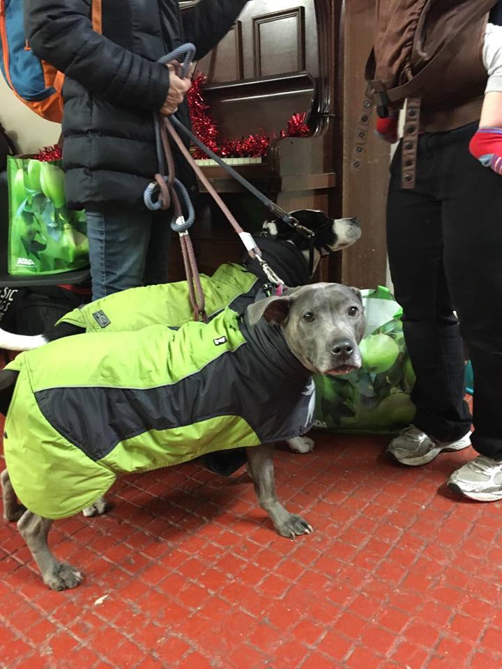 vetsincommunity's tweet photo. Amazing day at our #Christmas party yesterday! Plenty of goodie bags given out, filled with food, toys and treats! Plenty of jackets given out, some gorgeous #knitted ones modeled by some even more gorgeous #dogs

https://t.co/qySCjSFSvF

PayPal: vetsinthecommunity@gmail.com https://t.co/ZzyRcjUE2u