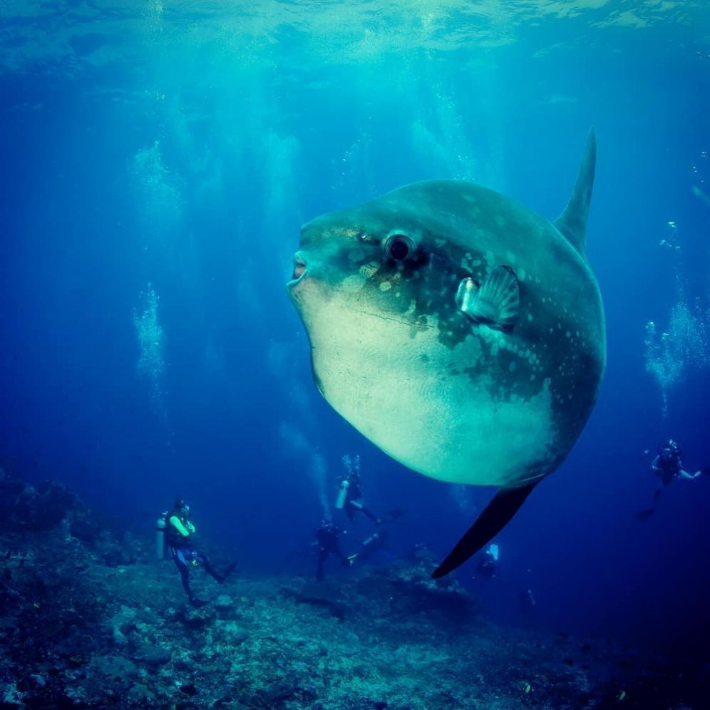Scubbubs's tweet photo. Reposting @calicojackadventures: 
...
We met this gorgeous Mola-Mola in Banda Sea. Such an amazing  present for our guests!
#molamola #bandasea #liveaboardindonesia #liveaboarddiving
-
#liveaboard #liveaboards #liveaboarddiving #liveaboarddiving  #liveaboardlife  #scubbubs https://t.co/oo1n2O3bAg