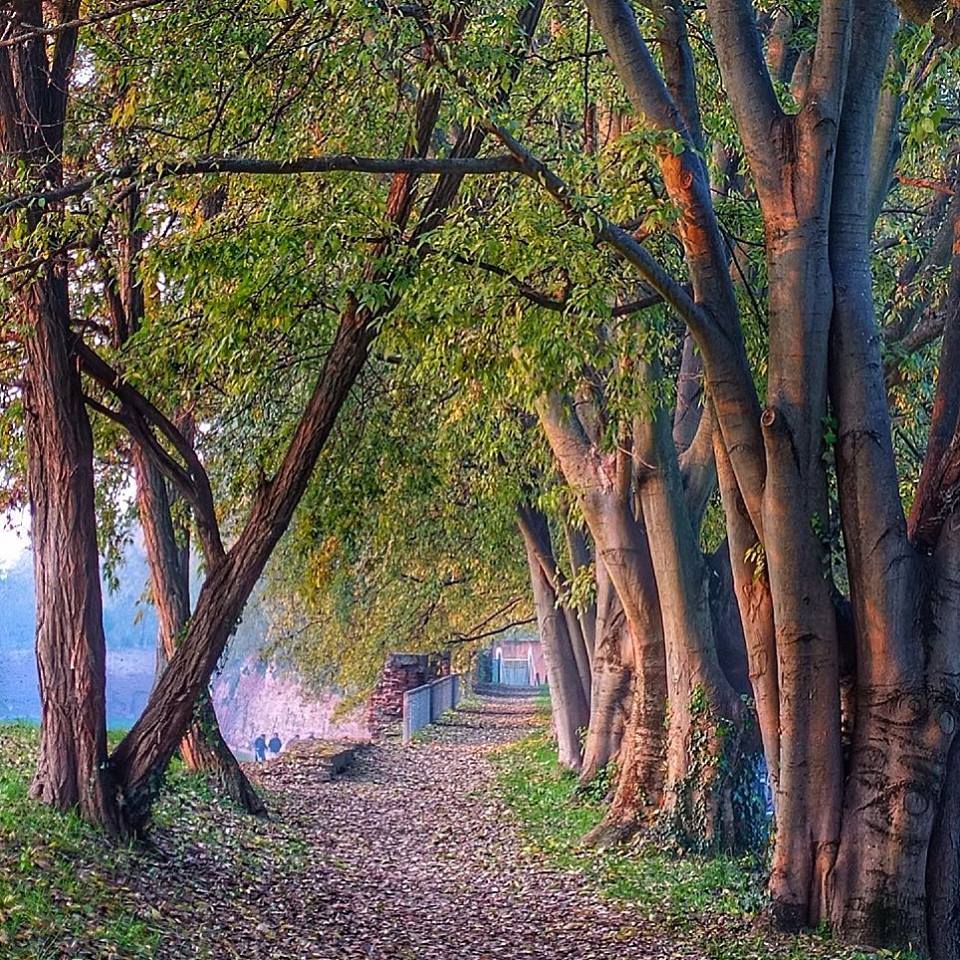 TurismoFerrara's tweet photo. L'ingresso di un bosco incantato?!? No, il cammino sopra le mura di #Ferrara 💕
(ph. @lelarik) https://t.co/PrSspvI6qk