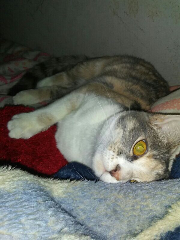 ButlerMakenna's tweet photo. Forgot to post this 
This is our new family member Misty Mew https://t.co/6SDsOMhiCW
