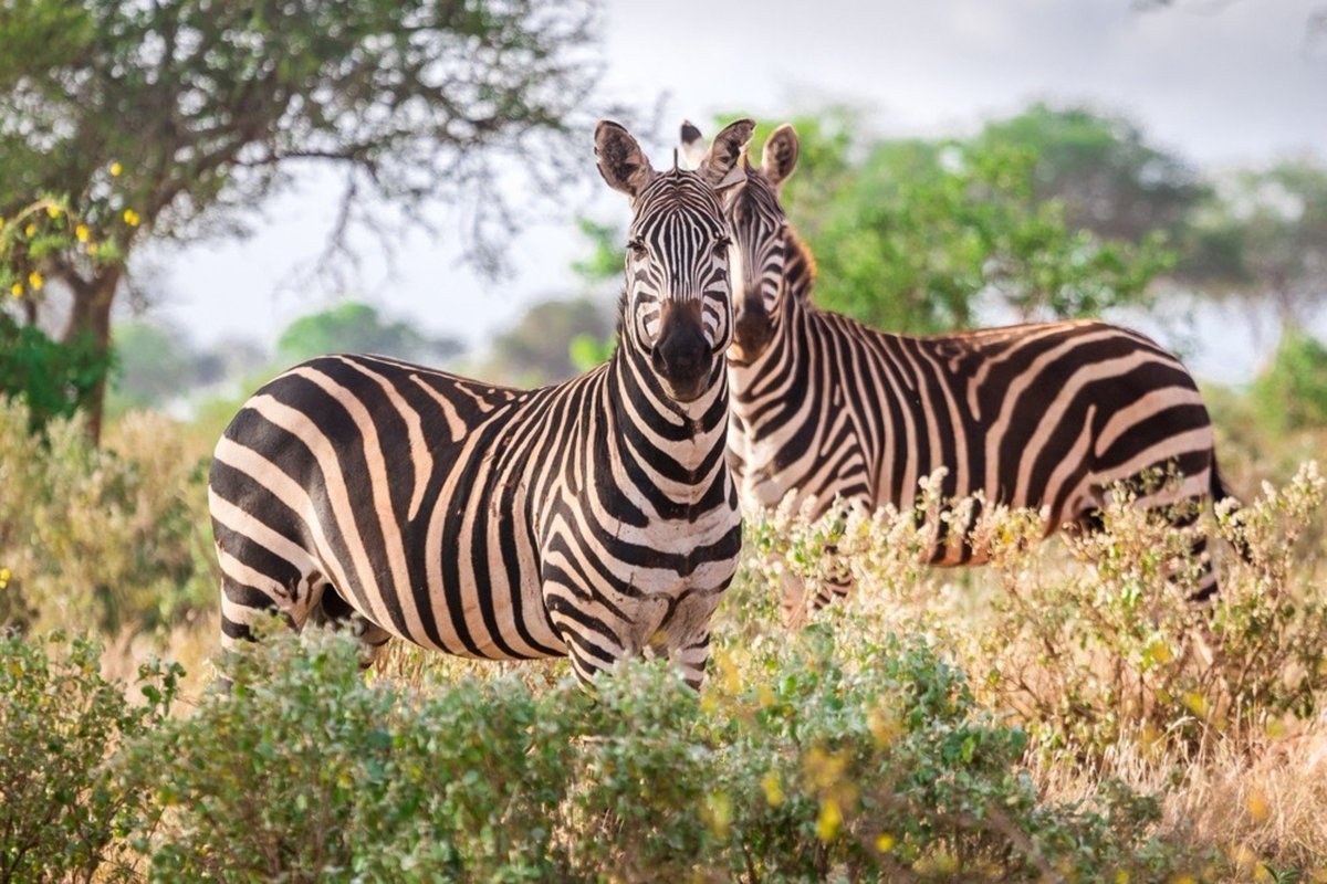 BritexTours's tweet photo. RT @NajivuniaUkenya May DECEMBER days NOT go to WASTE, make EVERY second COUNT, and DON’T let ANYONE make YOU NEGATIVE or UNHAPPY, because AS they SAY, “HAPPINESS is the ONLY thing WORTH fighting FOR in YOUR life!” #MagicalKenya #ThursdayThoughts #TakeBackYourTen #BibiliaKwaWote https://t.co/G2hWmUwfCj