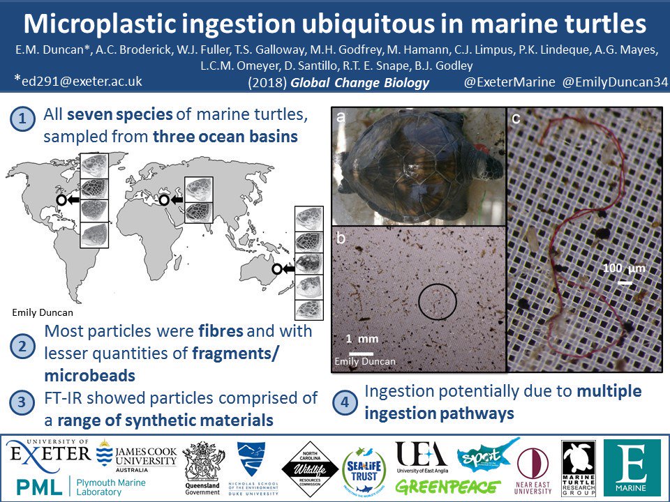 mgodfreyST's tweet photo. New OpenAccess paper shows that all sampled sea turtles from North Carolina had microplastics in them - as did ALL other sampled turtles in Mediterranean and Australia https://t.co/DfBAi9uUln https://t.co/BaxeU2x1bv