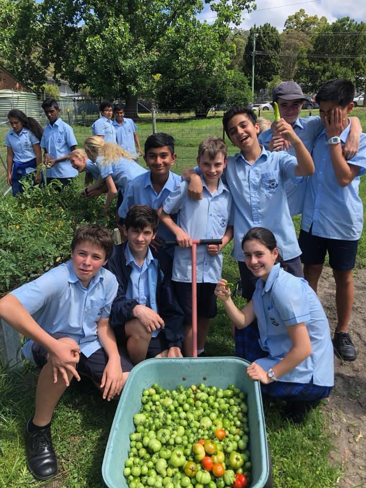 Harvest time - with 7S and 7F Agriculture students.