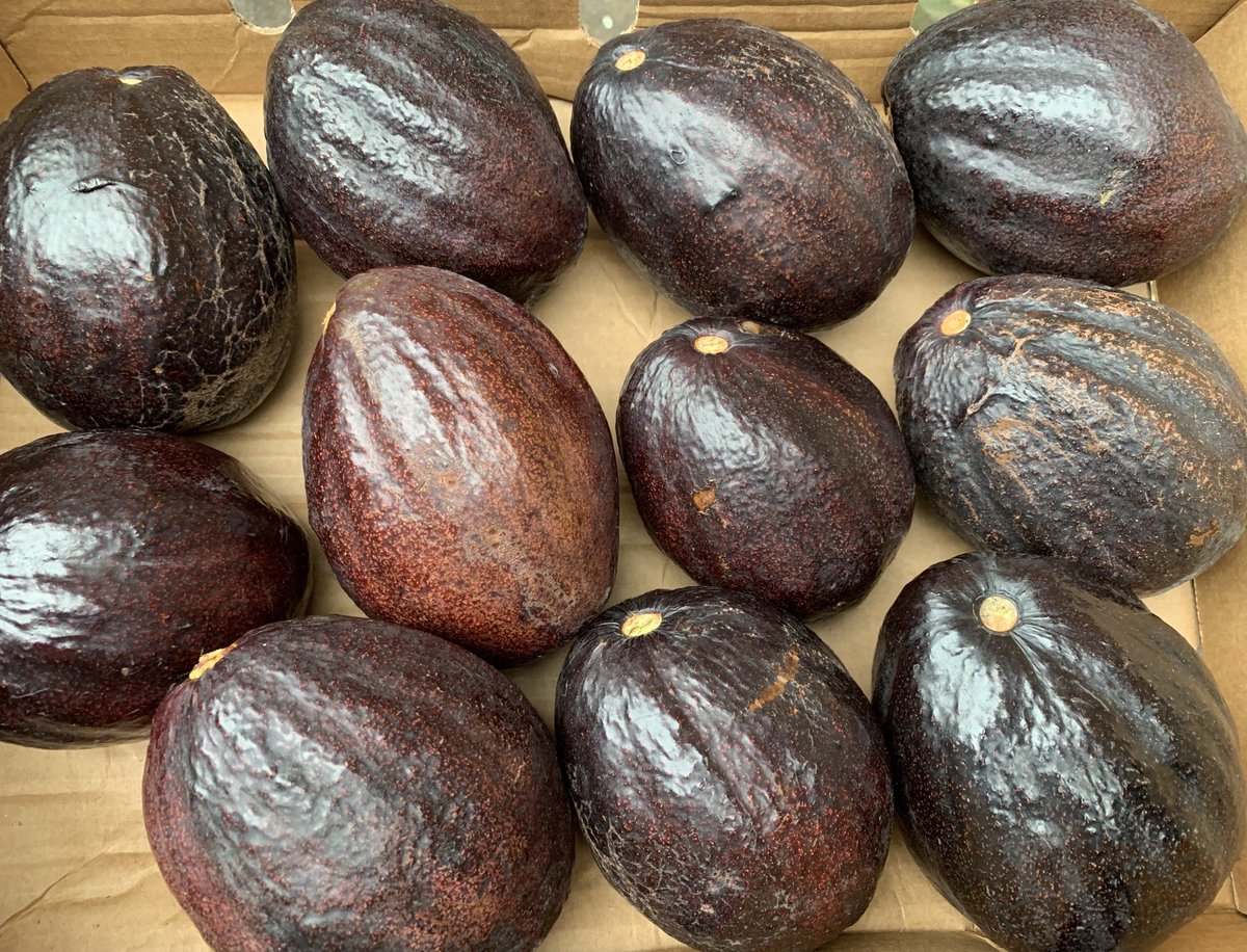 Just when I thought the season was over we get some #jamaican #avocado like this. Wow! #shoplocal #healthyfood #superfood #instafood #healthyliving #greengrocer #familybusiness #teamtottenham #Caribbean