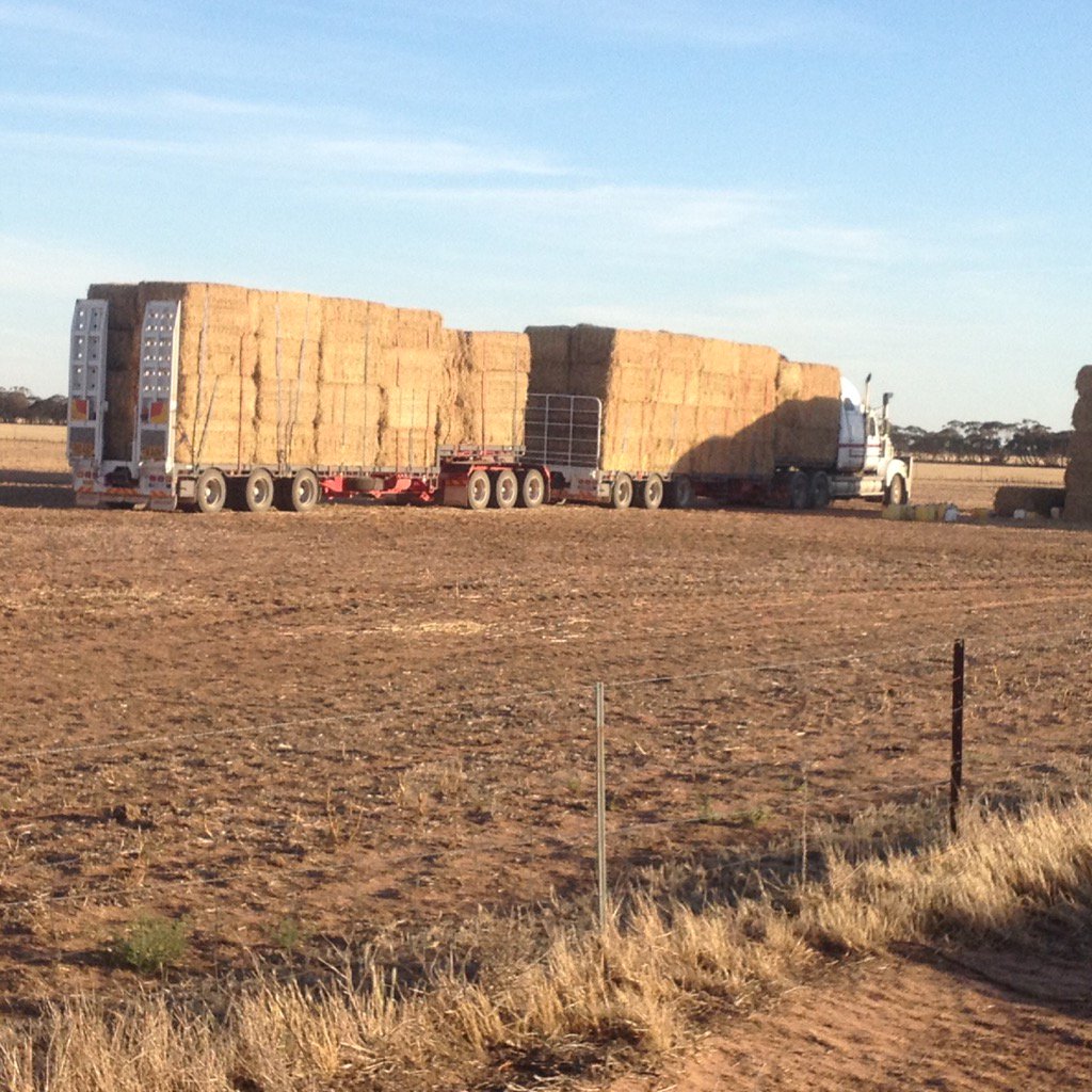 Silver lining to frosted crops. Without it, wouldn't  have met this legend from Roma. Hard at it, living the dream.