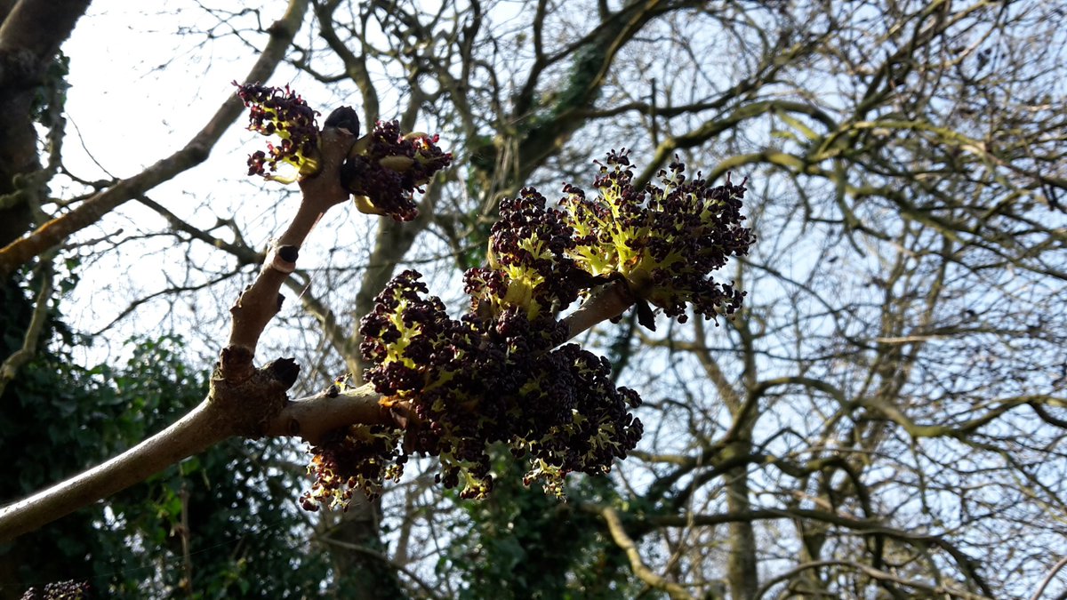 FWAGSouthWest's tweet photo. For advent #Day6 we have the #AshTree, our second most common tree in the UK &amp; most common hedgerow tree throughout the country, making them an integral part of our landscape. Ash trees provide continuity for deadwood specialists &amp; nesting opportunities for birds &amp; small mammals https://t.co/SaiQgJx0Ij