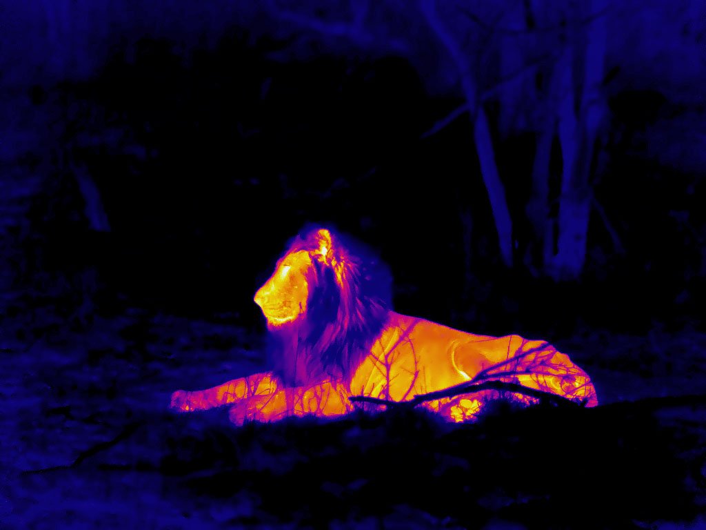 🦁

Photo by: safariLIVE