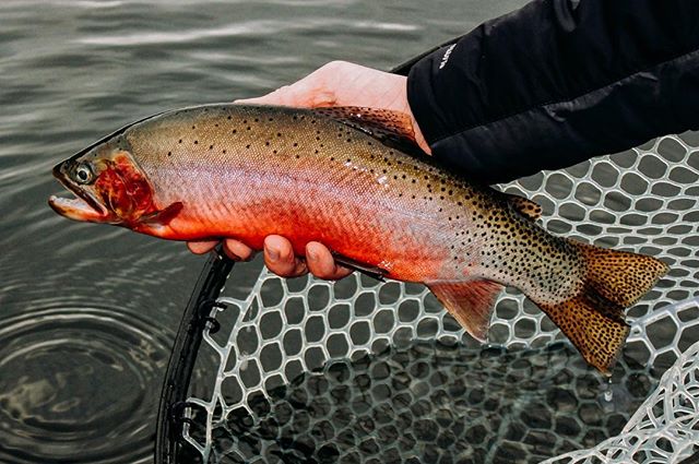 Our friend and Ponderay fly shop manager taytayfrompa enjoying some winter time sherbet 🍊🍑😍 #north40flyshop #getoutside #cuttie #cutthroat #cutthroattrout #flyfishing #winter #coldhands #nosurrender #dedicated #wildernessculture