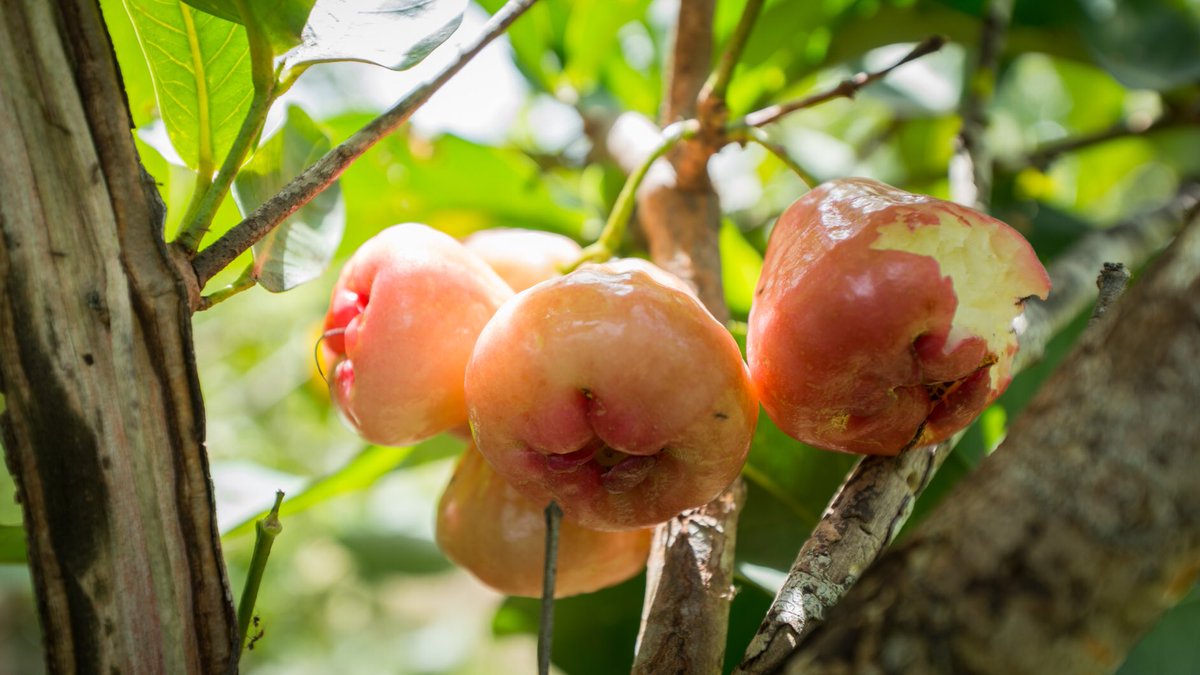 AgroTurPanama's tweet photo. ¿Has probado las manzanas de agua? Cuando están maduras se ponen rosadas / rojas y son dulces. Las puedes probar en Finca Villamen en Los Llanos de #Ocu en la provincia de #Herrera. #Panama 

Reservas: +507 6616-9367 https://t.co/wQGNAGQL7z