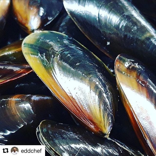 Kingfisher_BXM's tweet photo. #Repost @eddchef ・・・
Some absolutely stunning #RiverFowey #Mussels from @kingfisher_br1xham 👌💪💪
#ThursdayNight is #MusselNight
#MoulesFrites, Charred Foccacia and a glass of #WhiteWine
Unlike Bethlehem, there's plenty of room at this Inn 😉 https://t.co/cPoMWHNIxf https://t.co/26C1Fxb7JT
