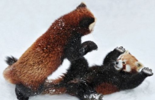 O Xrhsths 動物の習性図鑑 Sto Twitter レッサーパンダの威嚇 レッサーパンダは相手を警戒して 威嚇する際に少しでも体を大きく見せるために手を広げたポーズを取ります ただし 可愛すぎて 威嚇と気づかれない事が多い O Xrhsths 動物の習性図鑑 Sto Twitter レッサーパンダの威嚇 レッサーパンダは相手を警戒して 威嚇する際に少しでも体を大きく見せるために手を広げたポーズを取ります ただし 可愛すぎて 威嚇と気づかれない事が多い