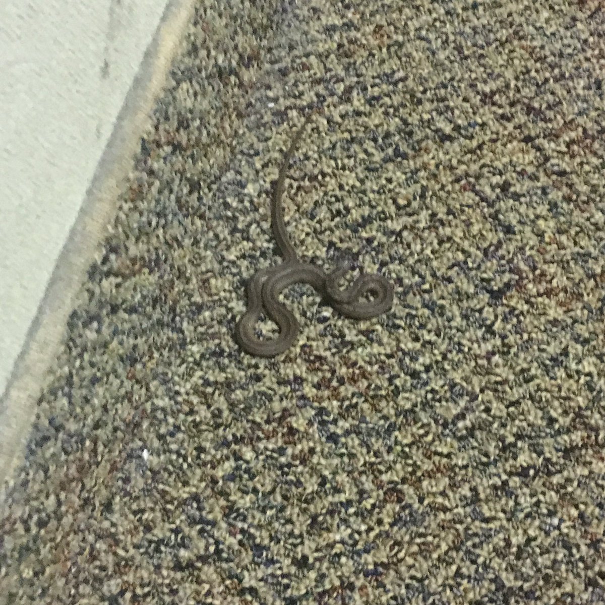 SDoyleWrites's tweet photo. It’s not every day you see a snake in your office 🐍 #verylost #gobackoutsideplease https://t.co/do7NEA6O16