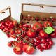 Oranda_News's tweet photo. 【中東UAEのピュアハーベスト社、トマト初収穫 オランダの植物工場技術が結集 - 環境ビジネスオンライン】- オランダに関係してそうなニュース屋さん - https://t.co/zUFaaHlSQu https://t.co/OEipr4nlkB