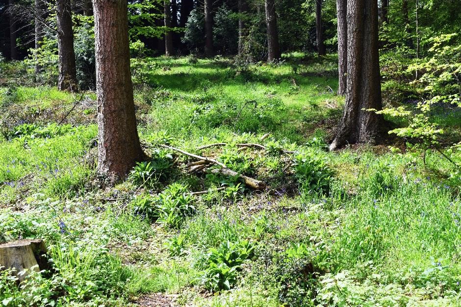 royal_forestry's tweet photo. Proud of your woodland in #Berkshire? Enter Forestry Excellence Awards 2019 and help spread the message about how they benefit local economies, environment and communites https://t.co/yaqc9g72iX @TilhillForestry @Savills #forestrylearning #forestryexcellence #resilientwoods https://t.co/uXL4T1bYCu