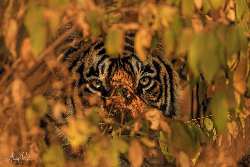 wildmanrouse's tweet photo. Taken yesterday, one of Krishna’s cubs in the winter light and beautiful foliage of Ranthambhore. EOS R again. JPEG again.  🐯 are beautiful.  @ConserveWildCat @Save_WildTigers @CanonUKandIE https://t.co/nK73vPMdIj