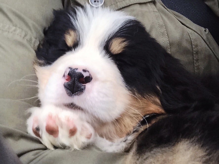 webers_world's tweet photo. It’s my Weberversary! Also known as my #GotchaDay 😊 4 yrs ago my little spotted nose &amp; pink paws took a snuggly car ride to my new home 💕 #tbt #boopmynose #bernesepuppy #bernesemountaindog #dogsoftwitter #dogcelebration @dogcelebration @CuteEmergency

📸 https://t.co/rJup52jwWM https://t.co/QK855Hbz5A
