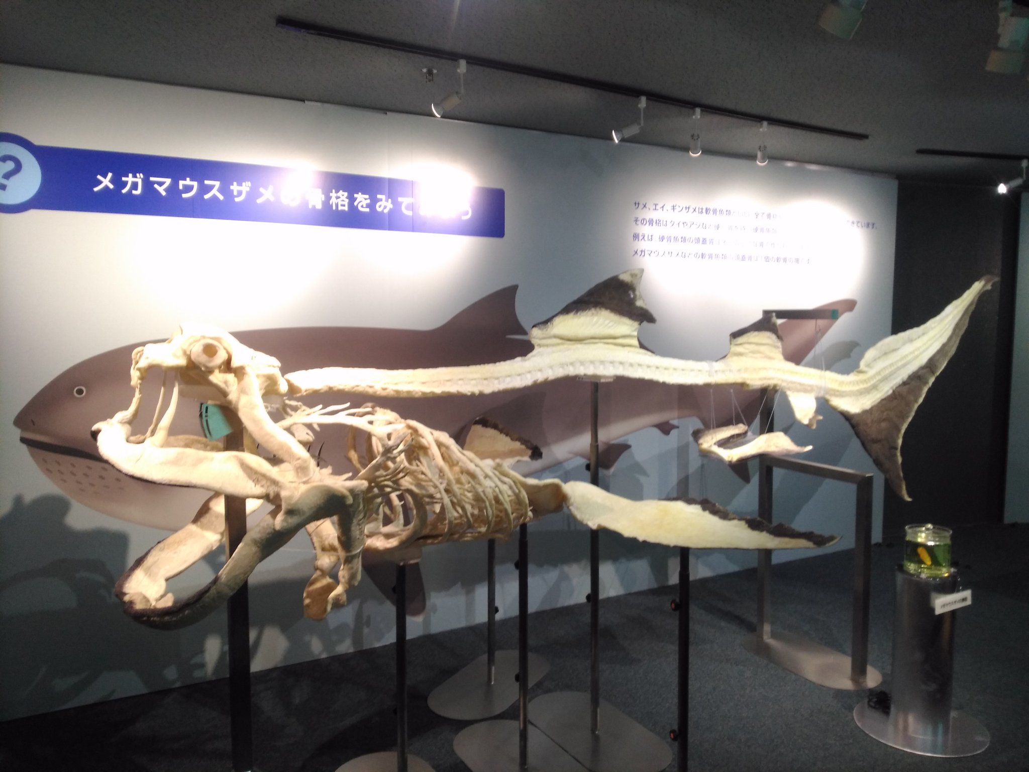 ス*カ様 サメ　骨格標本 ス*カ様 サメ 骨格標本
