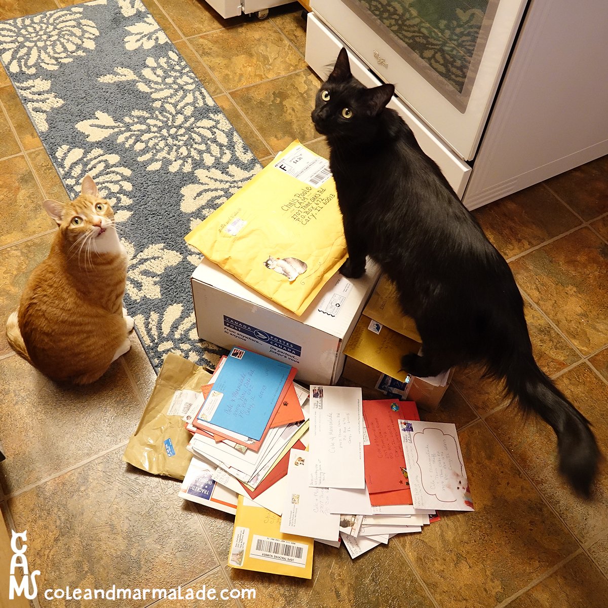 Cole & Marmalade on Twitter "Lots of people have been asking for our