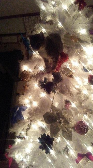 My favorite ornament this year https://t.co/S9HfEk2q8O