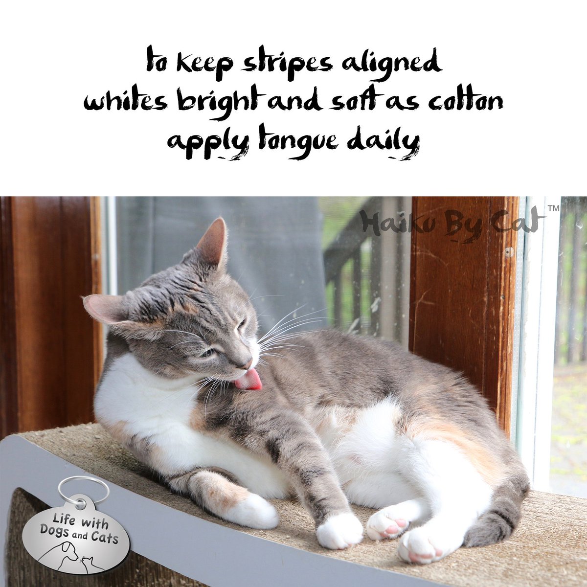 WithDogsAndCats's tweet image. to keep stripes aligned / whites bright and soft as cotton / apply tongue daily #HaikuByCat #AirDryOnly #micropoetry #poem