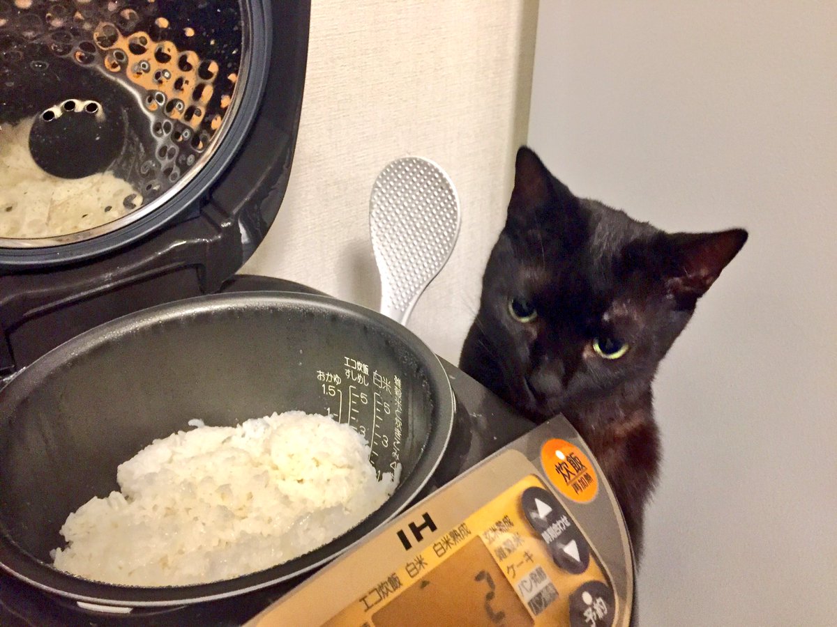 0px5cj1c38z2r5a's tweet photo. うちには、ご飯の炊き加減をチェックしてくれる子がおります(´･ω･`)フッ
炊飯器を開けてくれるまで動かんとです(・Д・)ニャー
しかも炊き立てじゃないと不機嫌そうな顔に・・・(；ω；)2時間経ってる
明日は早めのチェックをお願いします😋 https://t.co/FCok22cIMK