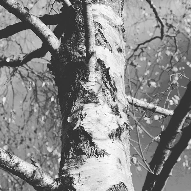 Silver birch tree........ Is wood is a more sustainable material than steel?
Some interesting points here:
ift.tt/2zJRyOc ift.tt/2PkG2gZ