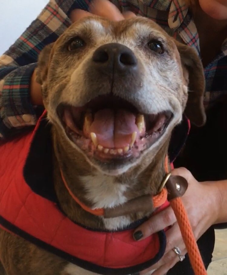realalexwilson's tweet photo. Sweet Honeydew 😍 I saved this girl for last because I have a soft spot in my heart for the senior pets at shelters - so often they're overlooked because of their grey faces and ages. Learn more about her on my FB and instagram pages, and meet her today at @BFAS_ATL ❤️🎄🐾 https://t.co/K59cJlAzq8