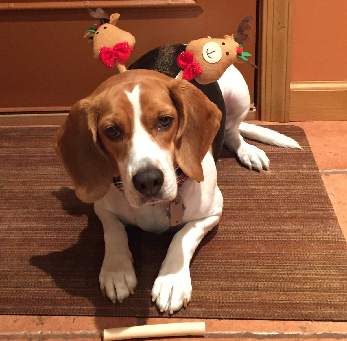 King_Spry_Law's tweet image. The holidays are all about welcoming those we love, and Bailey, Education paralegal Tami Mikulecky’s beautiful beagle, is a great hostess! She can’t quite manage your coat, but she will gladly take your shoes. #dogsofdecember #lawsandpaws