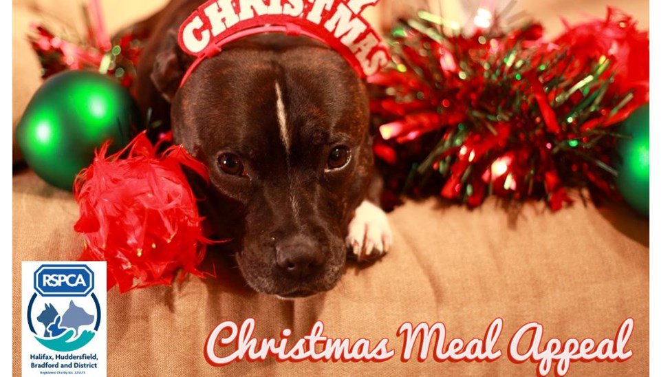 GCI_Com's tweet image. 🐶🐱 GCI are proud to be supporting @RSPCAhx's Christmas Meal Appeal, providing animals that have not been lucky enough to be adopted yet with a meal, treat or toy.

Help keep furry bellies full this #Christmas, donate here: buff.ly/2BV4cLJ

#RSPCA #HomelessAnimals #Xmas