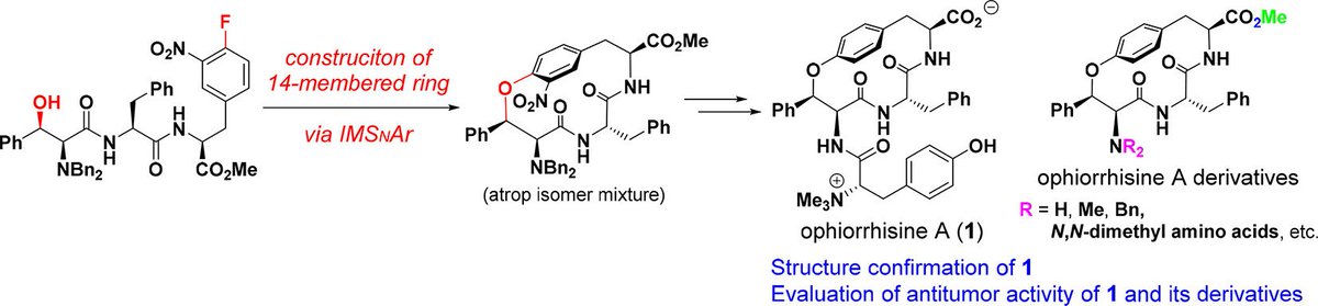 Total Synthesis tweet media