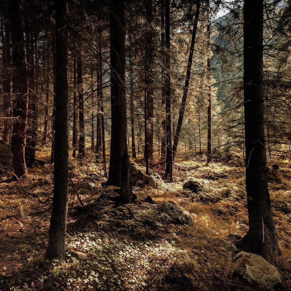 SurvivalStores's tweet image. Ever stop to listen to the trees? 🍂🍃😻 #hiking #forest #camping #survival