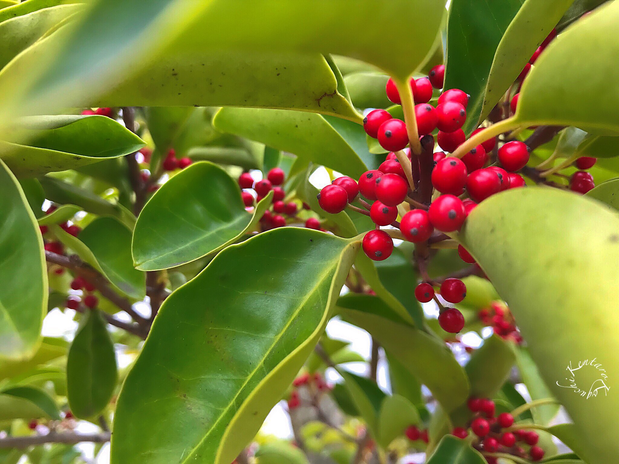Roundleafholly Twitter Search Twitter