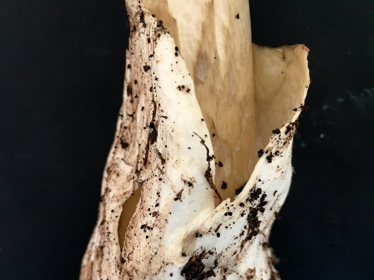 cfe_mycolab's tweet photo. My tribute to the beautiful (albeit deadly) Amanita phalloides #mushrooms I sacrificed this week for the sake of science.
@ScienceIsMetal @rhizomista
#PringleLab #Mycology #FungalFriday #DeathCap
#Fungi https://t.co/4s5VBt6eAo