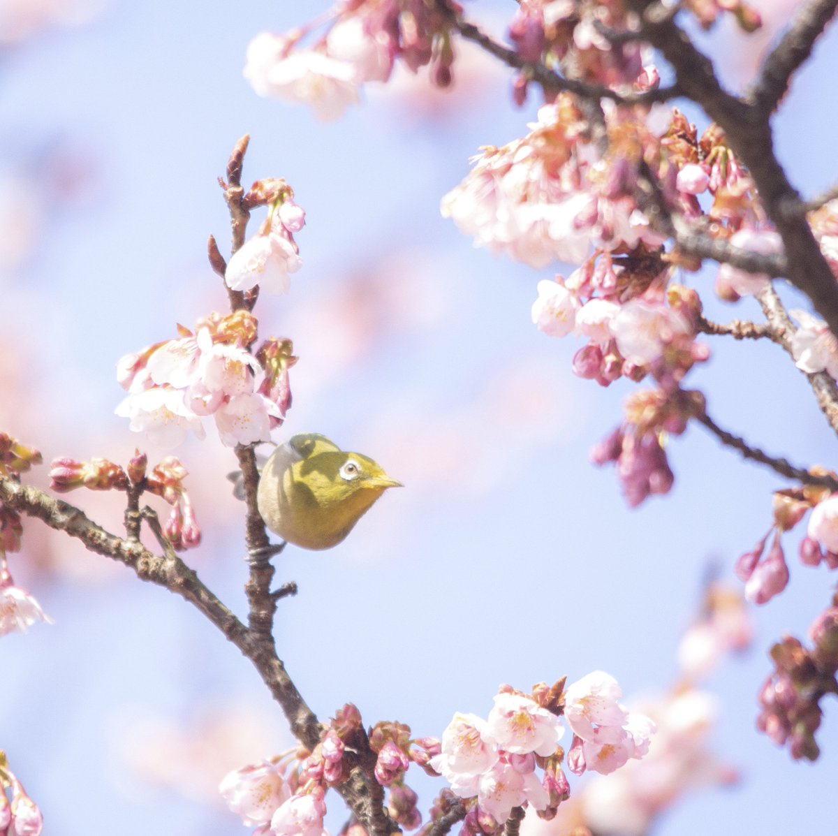 Yascolo 四季の風景と野鳥たちを紹介します このハッシュタグで最近よく野鳥の写真を見かけるので の中は 関東地方の場合 ちなみに冬は葉がないので 野鳥を探しやすい季節ですよ １ メジロ ２ キビタキ 夏鳥 ３ カルガモ ４ ベニマシコ