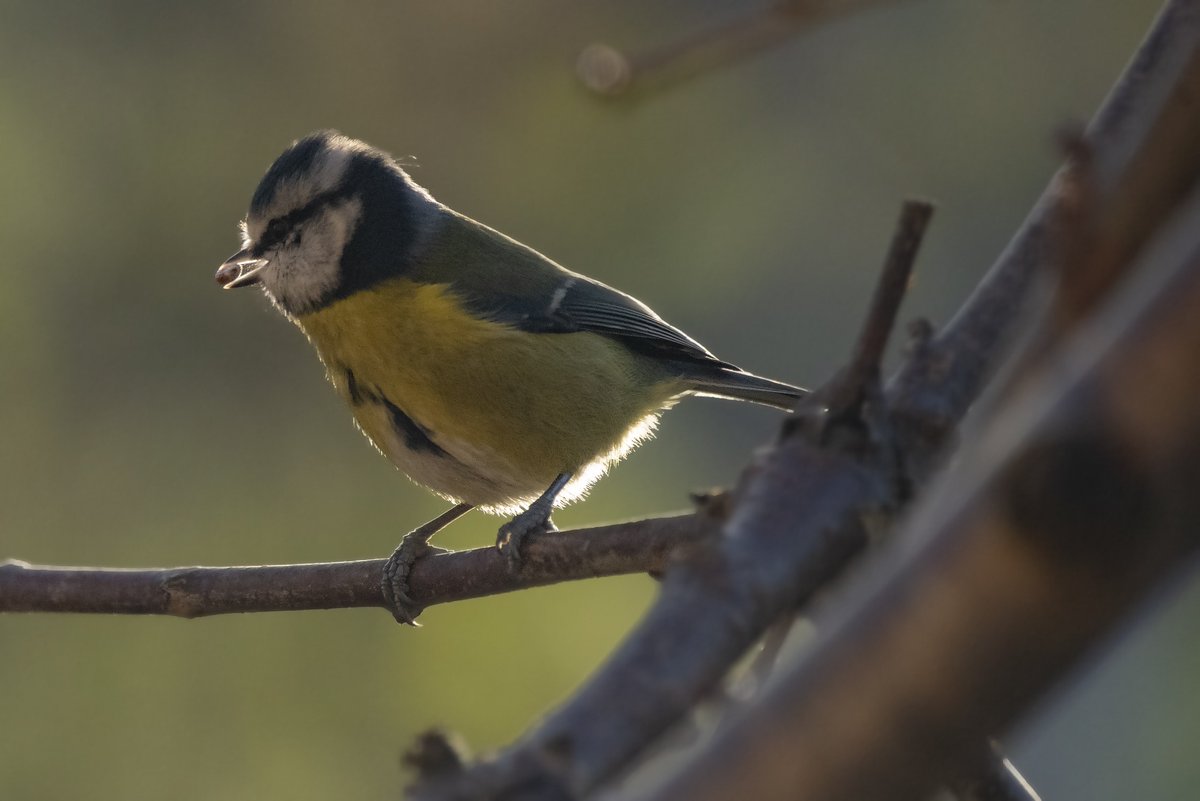 ImagineKaye's tweet image. #birdphotography #NaturePhotography #photography 

instagram.com/imaginekaye/