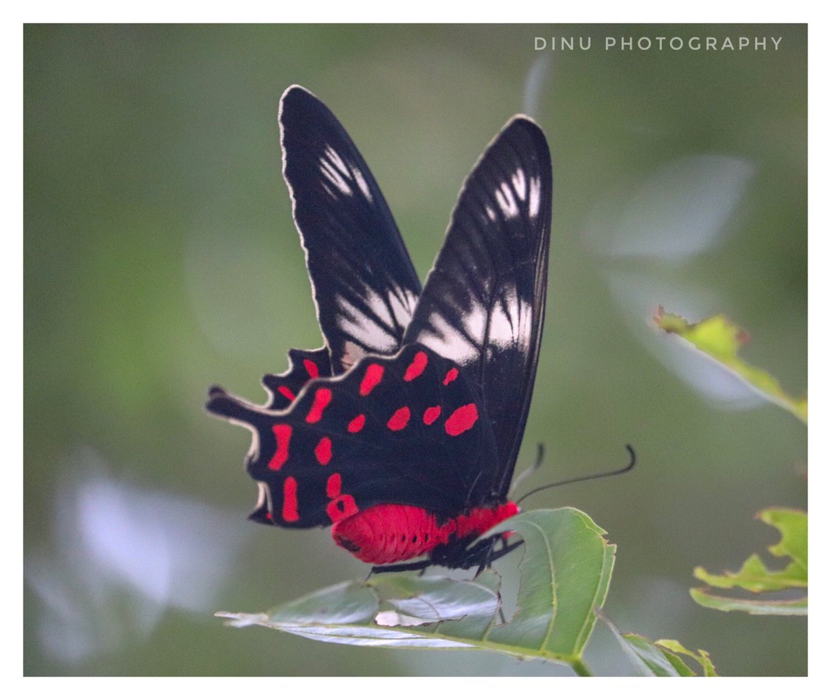 ADMK Butterfly 🦋 #DinuPhotography ✨ @CM_tamilnadu @EPSTamilNadu @CMOTamilNadu @500px @Discovery @NatGeo @NatGeoPhotos
